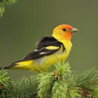Western Tanager sitting on evergreen branch, and showing its bright yellow head and breast, black wings, and orange face