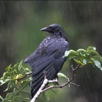 American Crow sitting in light rain, its feathers wet