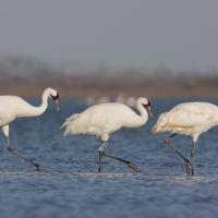 Whooping Crane family in tidelands