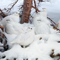 Flock of White-tailed Ptarmigan in snow