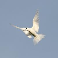 White Tern in flight