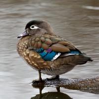 Wood Duck