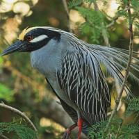 Yellow-crowned Night-Heron