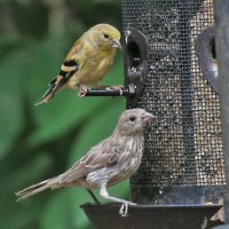 Female finches at a bird feeder