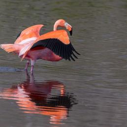 A bright pink-orange flamingo stands in water with wings outstretched, showing the black feathers along their edges