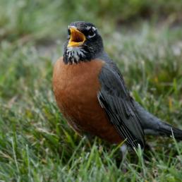 American Robin standing on grass, facing forward, beak open while singing