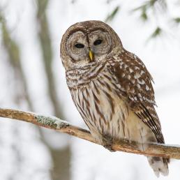 A Barred Owl facing the viewer while perched on a branch