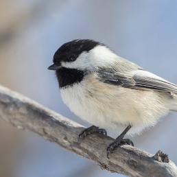 A Black-capped Chickadee displays its black "cap" coloration with grey wings and back, and pale breast and belly. 