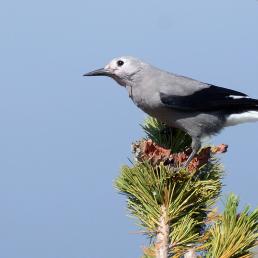A Clark's Nutcracker bird perched atop a vertical branch of Whitebark Pine
