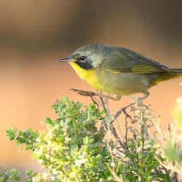 A small songbird with bright yellow throat and black cheek steps across the top of a flowering plant