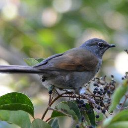 Brown-backed Solitaire facing right, stands on branch