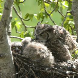 Great Horned Owl at nest with chicks