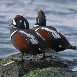 Two male Harlequin ducks stand on seaweed-covered rock while looking out at choppy blue water.