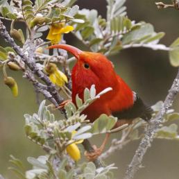 A bright red bird with a long narrow curving beak clings to a flowering branch. The bird has a dark eye and dark rump.