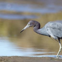 A Little Blue Heron stalks through water at a shoreline in sunlight. The heron has light blue body, a purplish neck and a very long sharp pointed beak.