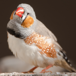 A Zebra Finch looks towards the viewer with head leaned to the side inquisitively