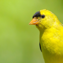 A male American Goldfinch in profile against a green background.
