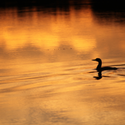 A loon seen in profile on the surface of a calm lake at sunset.