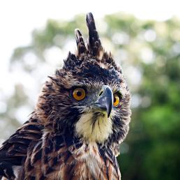  An Ornate Hawk-Eagle, its head and neck are handsomely patterned in black, white and rust below a tall black crest. It has vivid gold eyes.
