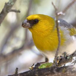 A Palila bird with black mask, lemon yellow head and breast, gray back and white underparts sits on a branch. It has a wide, short beak and dark eye.