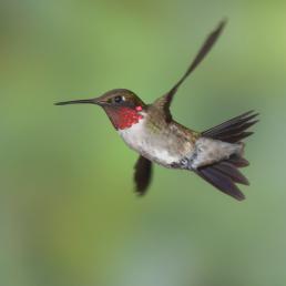 Male Ruby-throated Hummingbird in flight, with diffuse greenery in background