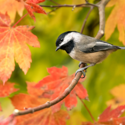 A Black-capped Chickadee looking quizzically down from a tree in fall colors.