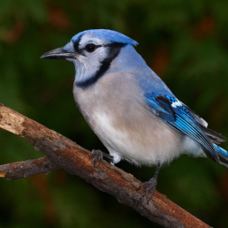 A Blue Jay perched on a short branch against a dark green background.