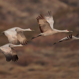 Four Sandhill Cranes flying against a mountain backdrop.