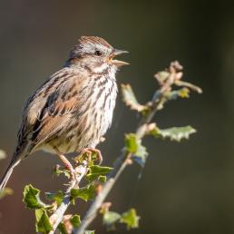 Song Sparrow singing in sunlight
