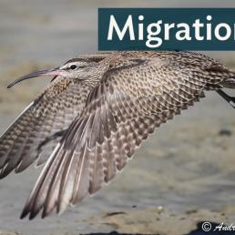 A Whimbrel in flight