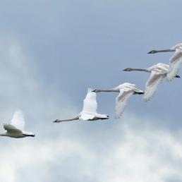 Swans in flight