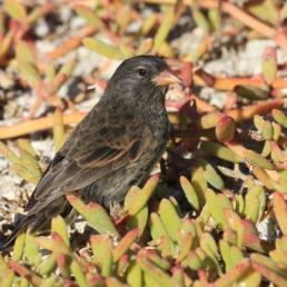Sharp-beaked Ground Finch