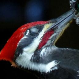 Pileated Woodpecker showing nictitating membrane