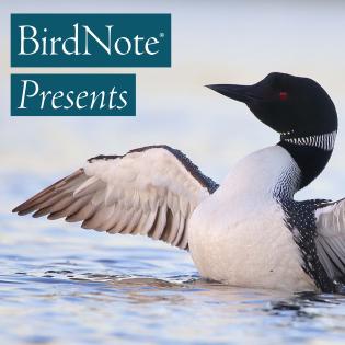 BirdNote Presents - a Common Loon rises tall above a lake