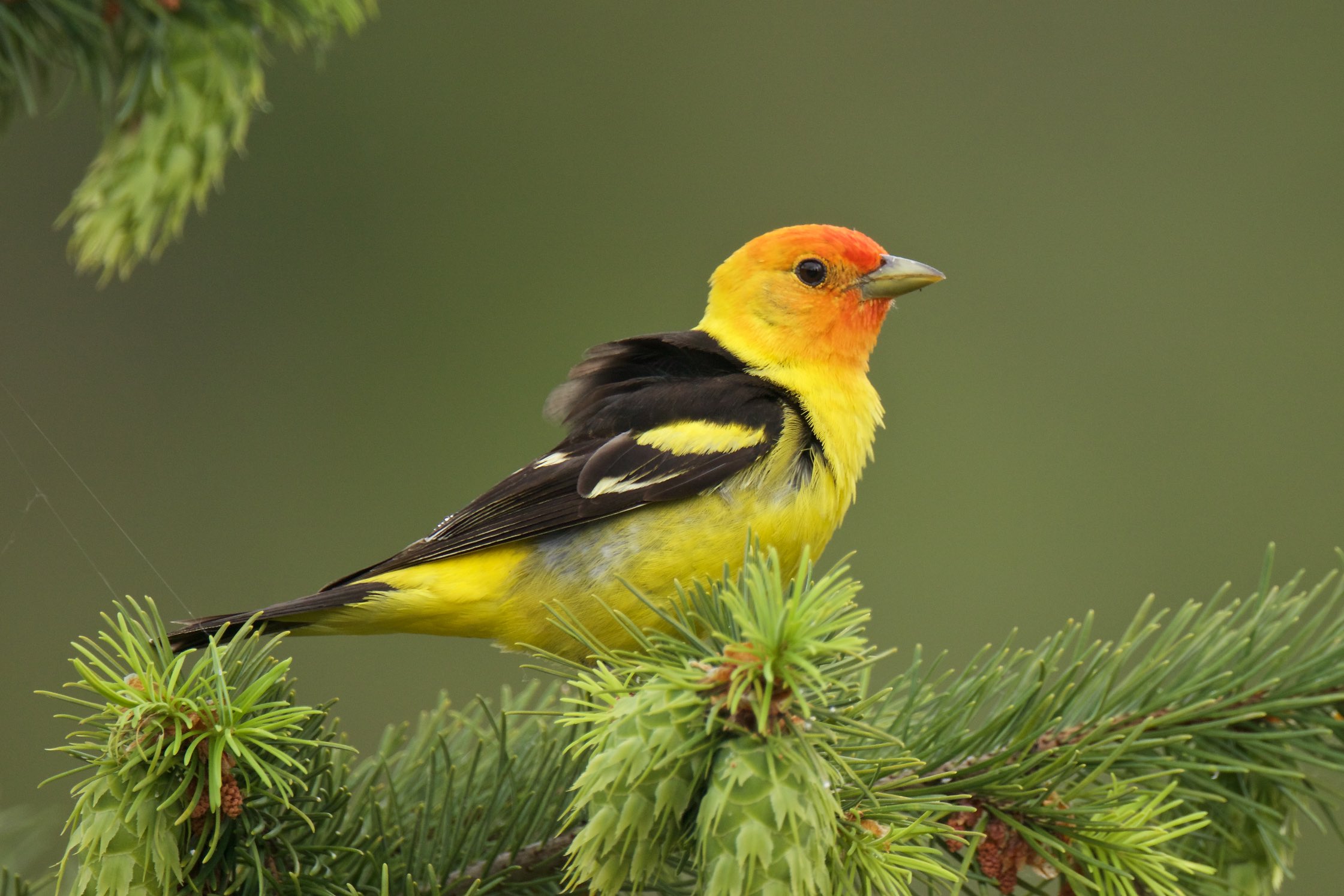 Western Tanagers Are Flashes Of Bright Color BirdNote