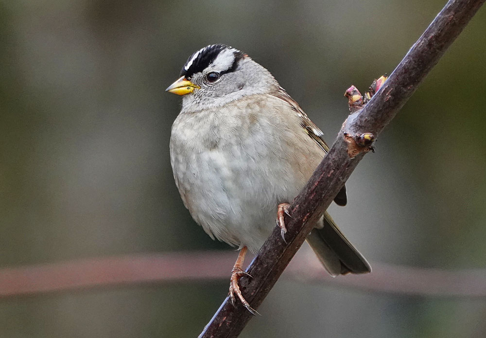 White Crowned Sparrow Birdnote