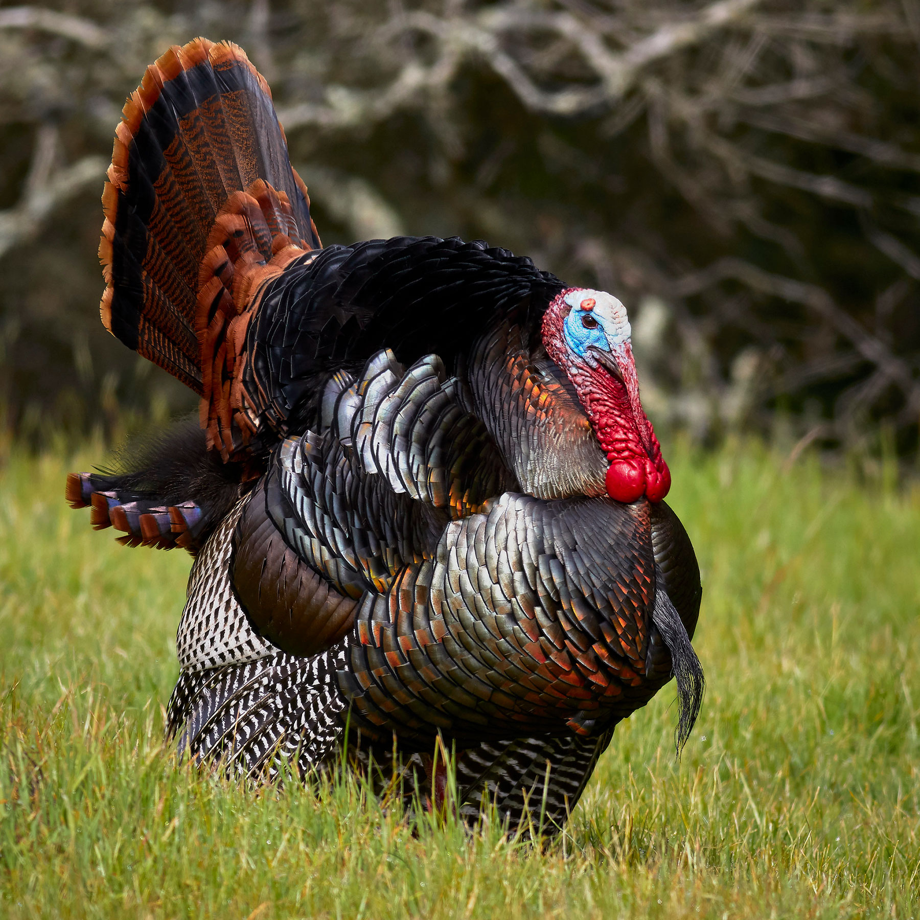 Wild Turkey Identification, All About Birds, Cornell Lab of Ornithology