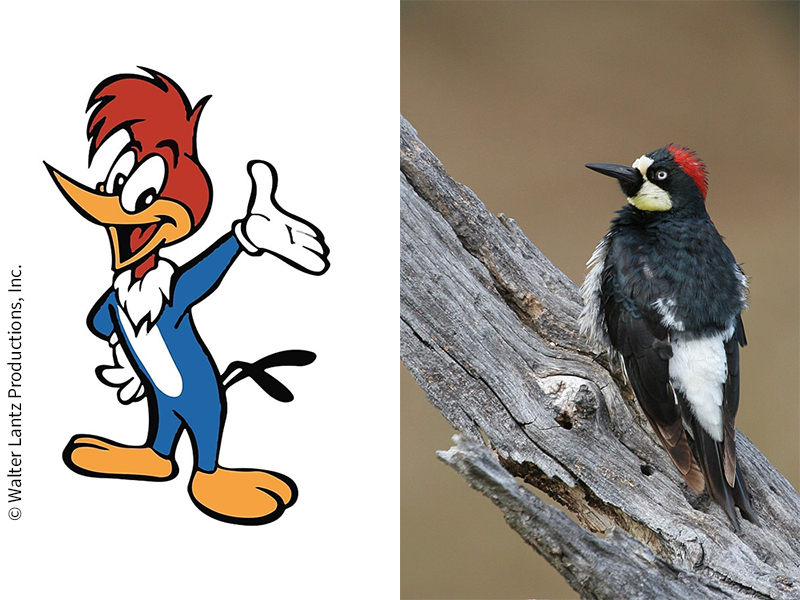 Acorn Woodpecker | BirdNote