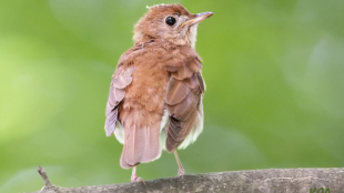 A Veery perched on the branch looks back towards the viewer